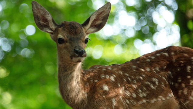 Bambi: Příběh života z lesů