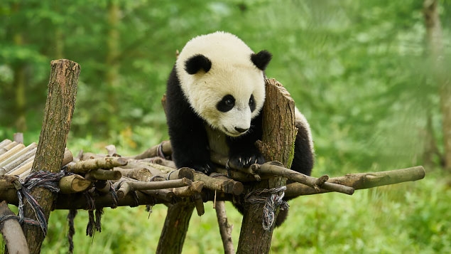 Panda a já