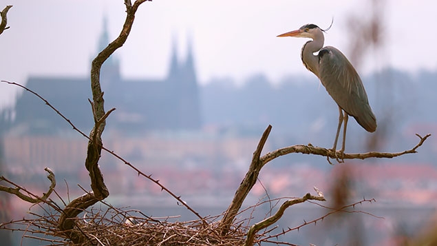 Planeta Praha