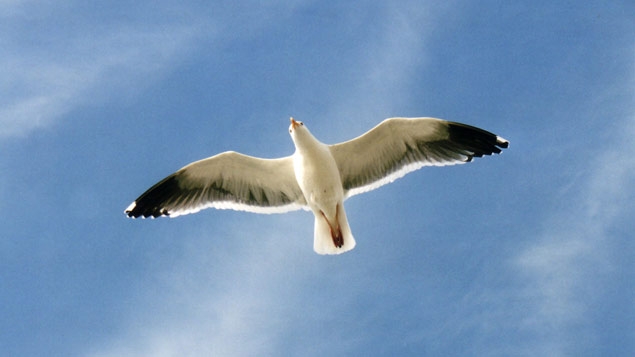 Racek Jonathan Livingston