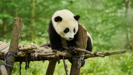 Panda a já