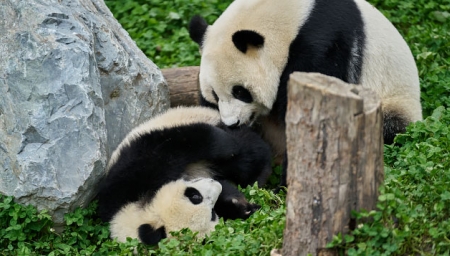 Panda a já