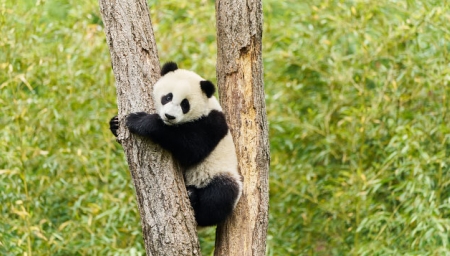Panda a já