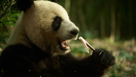 Panda a já