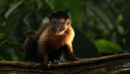 Amazonie