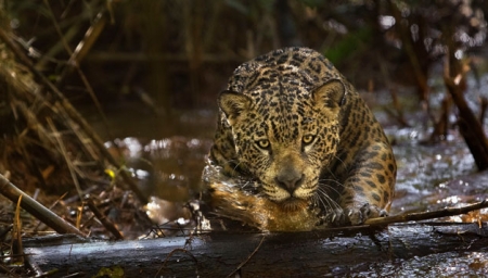 Amazonie