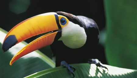 Amazonie