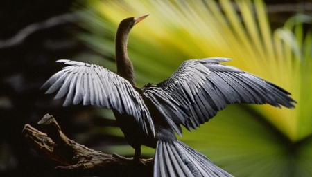 Amazonie