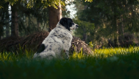 Hory Paola Cognettiho